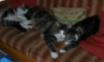 Ajca and Alice resting with their father Sunnyboy