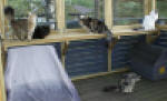 Emilia, Carmen, Sunnyboy, David and Charles inspecting the new extension of our catrun.