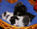 Clary, Charles, Carl and Claes in a basket