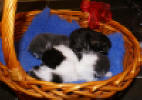 Clary, Charles, Claes and Carl in a basket