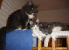 Cajza med kattungarna Augusta och Arthur