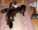 Bianca, Albert, Bertha och Sunnygirl jagar grshoppa