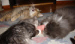 Albert, Sunnygirl och Cajza med en kattmynteleksak