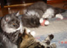 Albert, Bianca och Cajza med kattmynteleksak