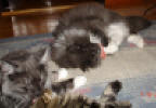 Albert och Bianca gosar medan Cajza leker med kattmynteleksak