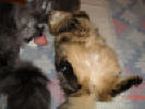 Albert och Bianca med kattmynteleksak