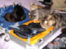 Carmen, Sunnygirl, ALbert and Bertha is checking the packing