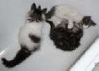Clary and Charles playing in the bathtub with halfsister Dagmar